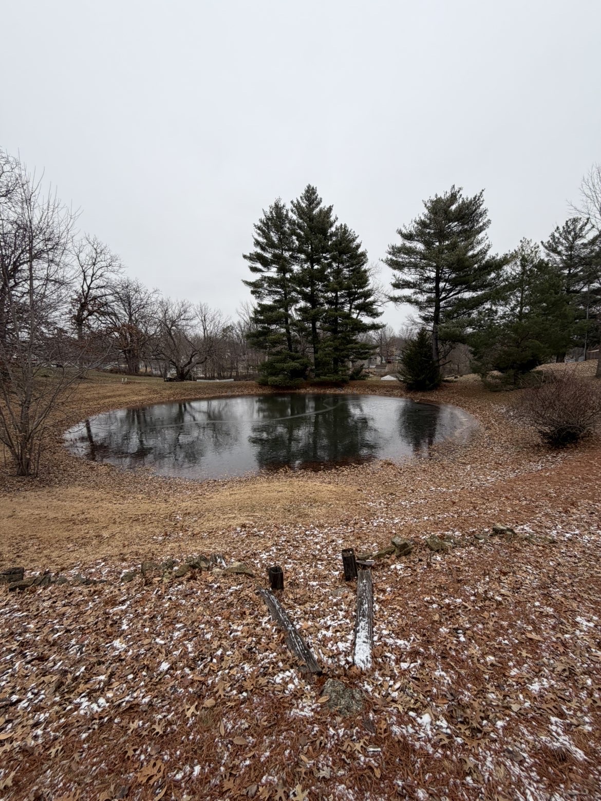 Overgrown abandoned pond before fill, near Macon Missouri